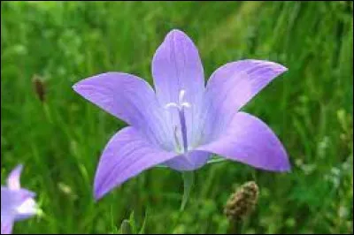 Cette image représente un être vivant que l'on trouve dans la nature, fait-il partie de la faune ou de la flore ?