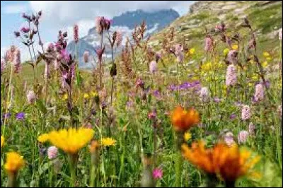 Cette image représente un être vivant que l'on trouve dans la nature, fait-il partie de la faune ou de la flore ?