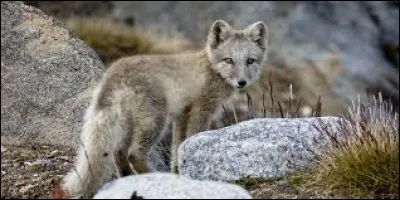 Cette image représente un être vivant que l'on trouve dans la nature, fait-il partie de la faune ou de la flore ?