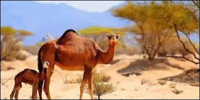 Cette image représente un être vivant que l'on trouve dans la nature, fait-il partie de la faune ou de la flore ?