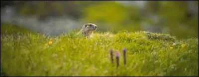 Cette image représente un être vivant que l'on trouve dans la nature, fait-il partie de la faune ou de la flore ?