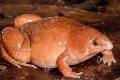 Pourquoi la grenouille zombie, qui vient d'être découverte en 2021, porte-t-elle ce surnom !