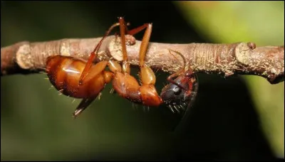 Quel parasite va prendre le contrôle de cette fourmi ?