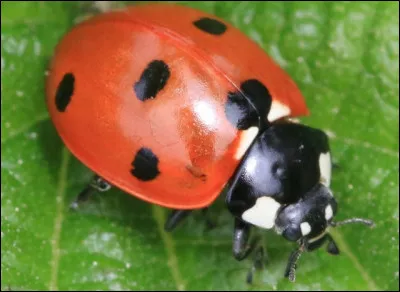 Bon dieu, mais c'est bien sûr, c'est bien ... qui est le parasite de la coccinelle !