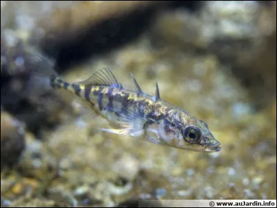 Quel poisson peut être littéralement "zombifié" par un parasite ?