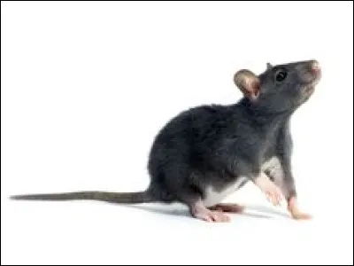 Ce n'est pas un descendant des rats :