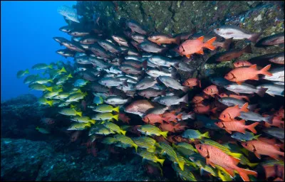 Quel est son attribut principal ?
