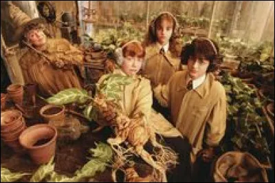 Qui s'évanouit au cours de botanique ?