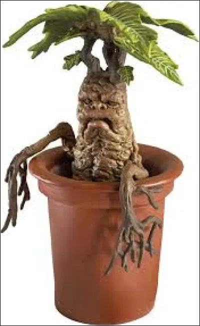 Qui se fait mordre le doigt par une Mandragore ?