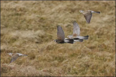 Tu es en patrouille de chasse avec ton mentor Plume de l'Aube. Soudain, une musaraigne surgit des fougères et s'arrête pour grignoter une noix. Comment la traques-tu ?