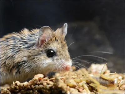 Quelle est la différence entre le lapin et la souris ?