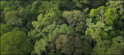 Quel végétal est associé à lui ?