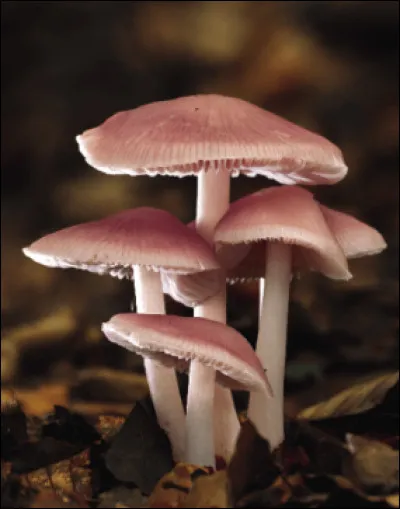 Comment appelle-t-on l'étude des champignons ?