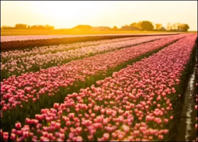 Quel pays est célèbre pour ses champs de tulipe ?