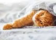 Test Quelle race de chat pourrais-tu adopter ?