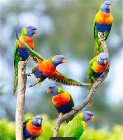 Dans quel département français peut-on visiter le Parc des Oiseaux ?