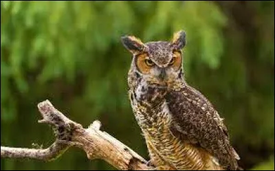 À qui doit-on le roman "Les oiseaux se cachent pour mourir" ?