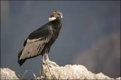 Quel est l'oiseau volant le plus grand du monde ?