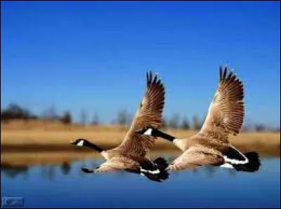 À qui doit-on ces célèbres paroles : "Par dessus l'étang/ Soudain j'ai vu/ Passer les oies sauvages/ Elles s'en allaient/ Vers le midi/ La Méditerranée" ?