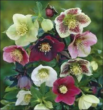 Quel autre nom donne-t-on à la fleur hivernale nommée l'hellébore ?