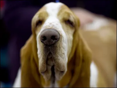 Les chiens sont les meilleurs amis de l'Homme.