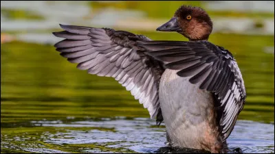 Comment dit-on "canard" en anglais ?