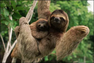 Quels sont ses animaux ?