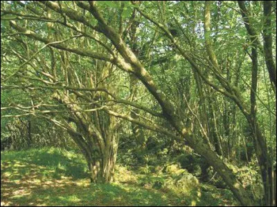 Quelle animatrice de télévision est née le 1er février 1977 ?