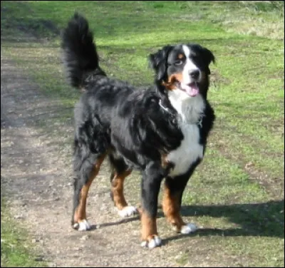 Le poisson ayant le nom latin de Rhodeus amarus est la...