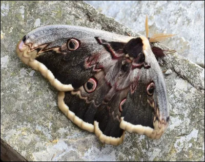 Quel est le nom du plus grand papillon d'Europe qui ne vit q'une semaine, le temps de se reproduire ?