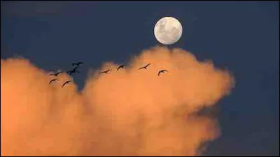 Quel nom donne-t-on à une personne qui aime vivre la nuit ?