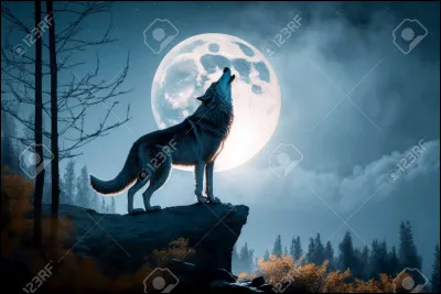 Pourquoi les loups hurlent-ils à la pleine lune ?