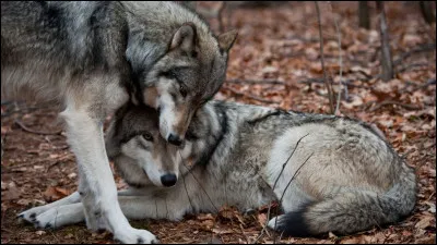 Après avoir fait la fiche scientifique du loup, passons au système de la meute. 
Il y a généralement dans une meute de loup une paire dominante, et celle-ci est appelée :