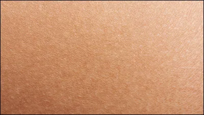 Comment dit-on "peau" en Vieux Norrois ?