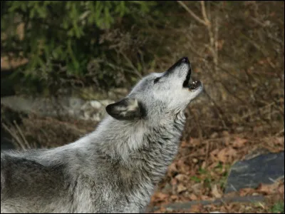 Quel continent aimes-tu ?