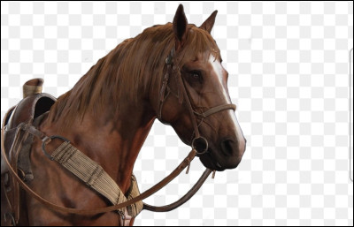 Ce n'est pas un humain mais ça compte !
Comment s'appelle ce cheval ?