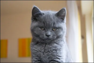 Dans quel clan est Patte de Pierre ?