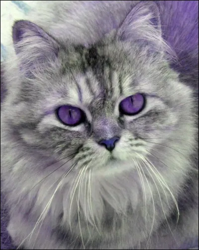 De quelle couleur sont les yeux d'Œil de Geai ?