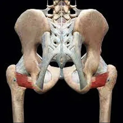 Quest-ce qui caractérise une personne qui nest pas latéralisée ?