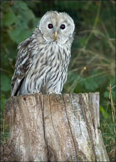 Comment s'appelle cet animal ?