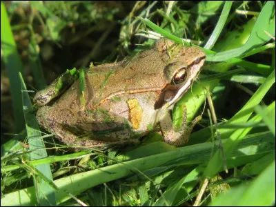 Quel est le nom de cet animal ?