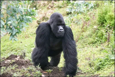 Quel est le nom de cet animal ?