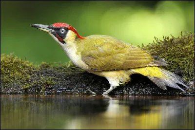 Quel est le nom de cet animal ?