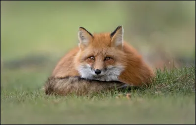 Comment s'appelle cet animal ?