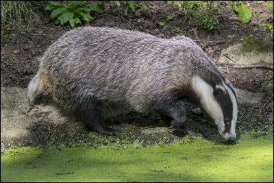 Comment s'appelle cet animal ?