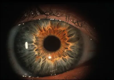 Quelle est la couleur de tes yeux ?