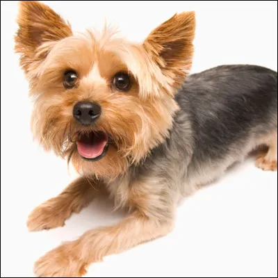 Quel est le pays d'origine du Yorkshire Terrier ?