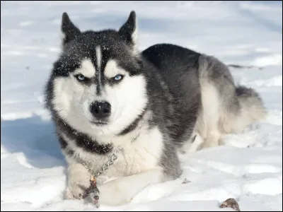 Quel est le pays d'origine du Husky Sibérien ?