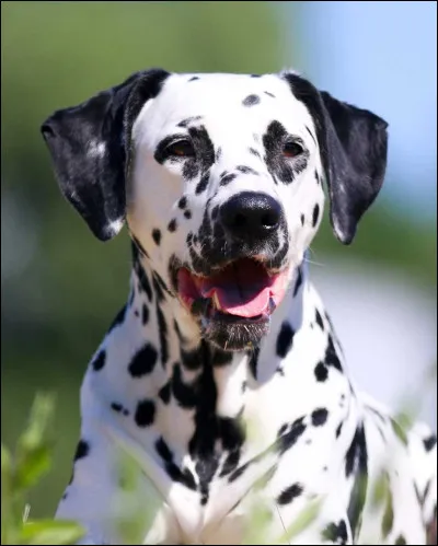Quel est le pays d'origine du Dalmatien ?