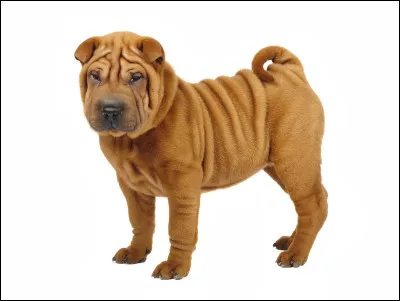 Quel est le pays d'origine du Shar Pei ?